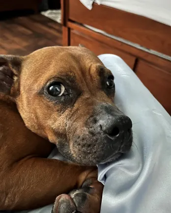 boxer laying in bed