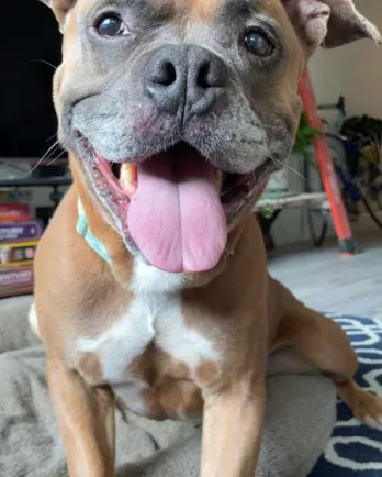 Up close of boxer mix Samuel