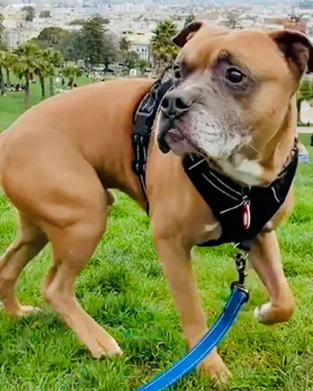 Samuel on the grass