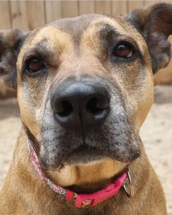 pit bull mix close-up