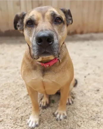 pit bull mix sitting