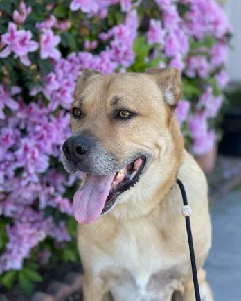 Golden Retriever mix Scooby in front of purple flowers