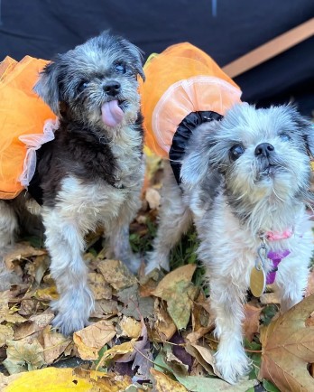 small dogs in orange tutus