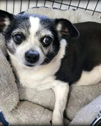 black and white chihuahua