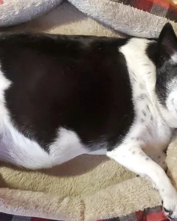 black and white chihuahua laying down