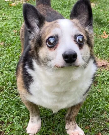 Shorty the Corgi