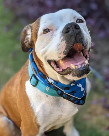 brown and white pit bull dog