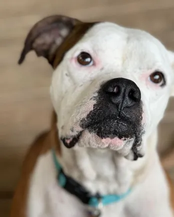 boxer dog looking at camera