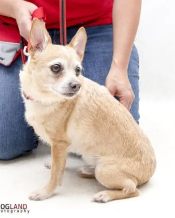 little white chihuahua in front of the camera