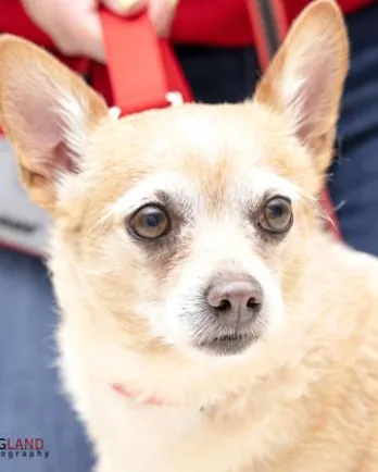 close up of little white chihuahua