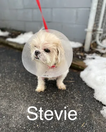Stevie the Shih Tzu