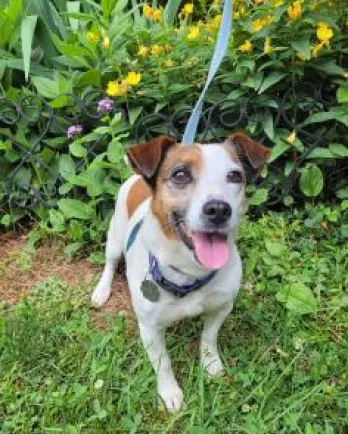 brown and white Jack Russell on leash