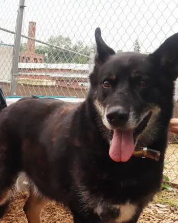 black shepherd dog