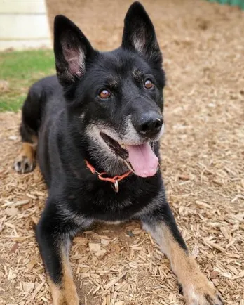 black shepherd dog