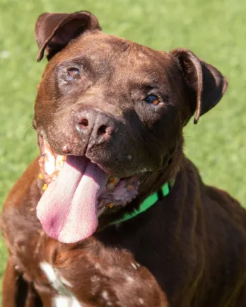 pit bull dog