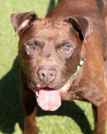pit bull dog