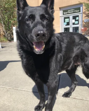 black shepherd dog