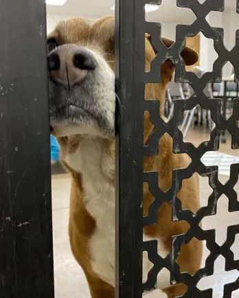 happy dog