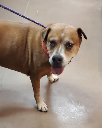 dog on leash