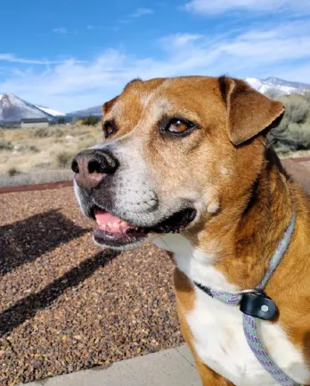 brown dog with golden eyes