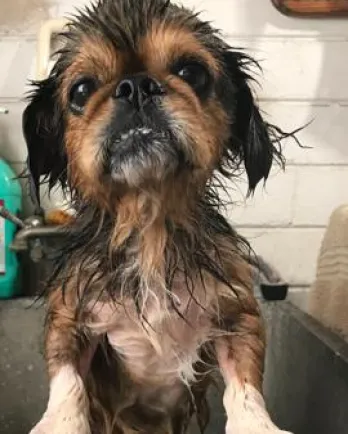Toby the Pekingese
