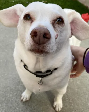 Little white dog Toby looking at camera