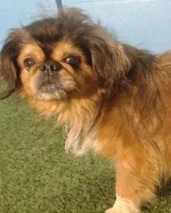 Toby the Pekingese