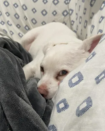 Toby laying on bed