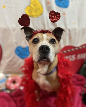 dog with Valentine's props
