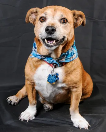 chubby basset hound mix