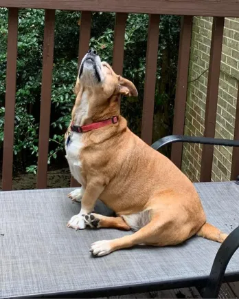 chubby basset hound mix