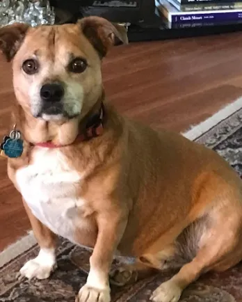 chubby basset hound mix