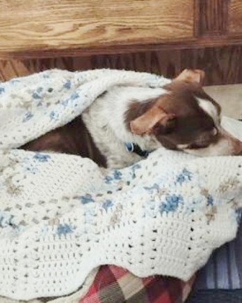 terrier snuggled under blankets