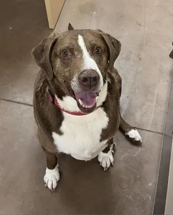 brown and white lab mix