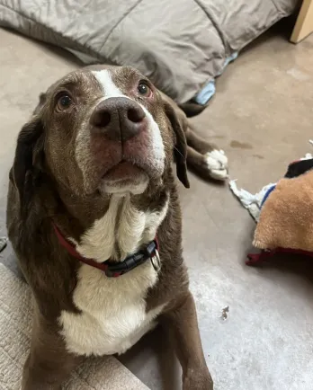 brown and white lab mix laying down