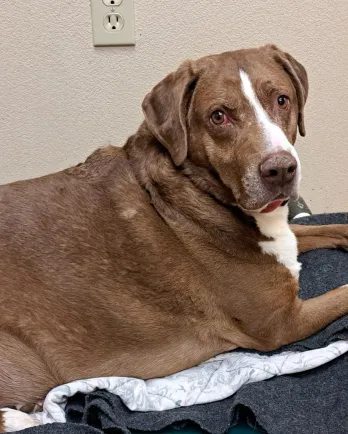 brown and white dog