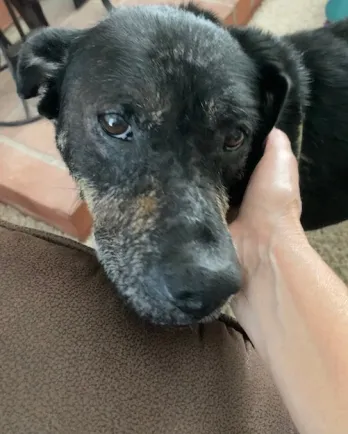 brown and black hound mix