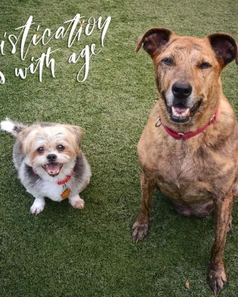 two dogs smiling at the camera