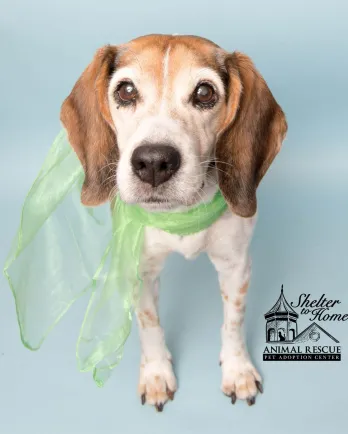 White and brown dog with green scarf standing in blue background