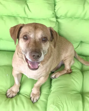 dog on a green couch