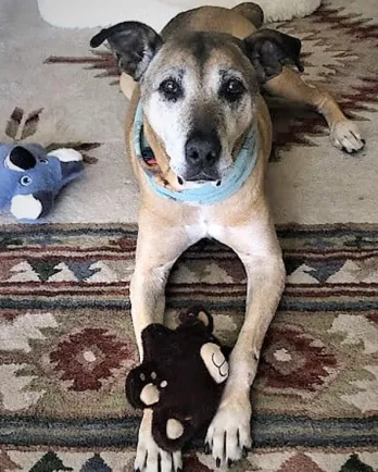 dog laying on rug