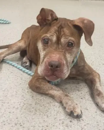 tan bulldog at shelter intake