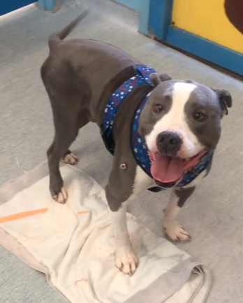 grey and white pitbull in shelter