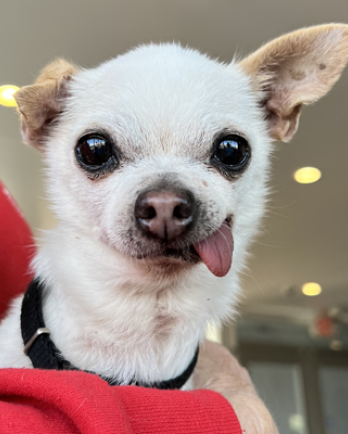 Small Dog with Tounge Out