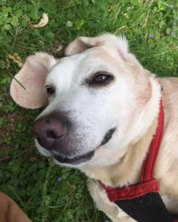 light colored beagle laying in the grass