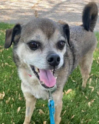 Spike Smiling in the Grass