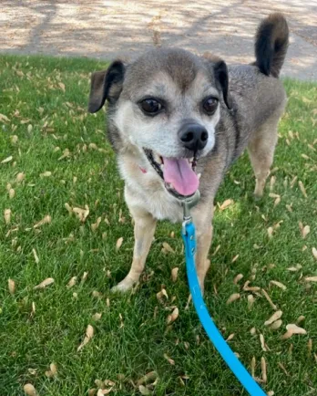 pug mix smiling at the camera