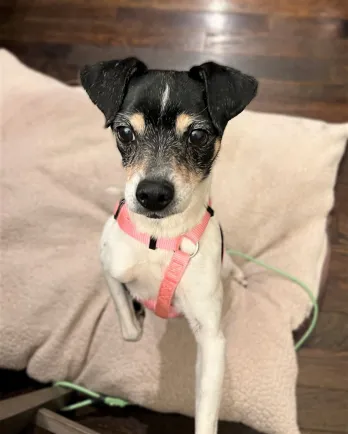 black and white dog with pink colloar