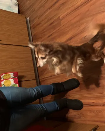 chihuahua begging for treats