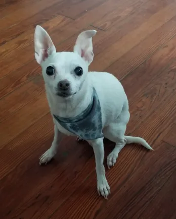 small white dog sitting